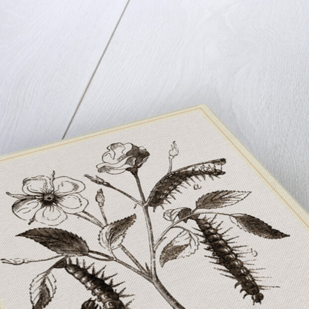 Caterpillars of Admirable Butterfly by Anonymous