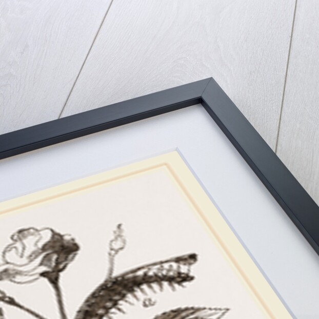 Caterpillars of Admirable Butterfly by Anonymous