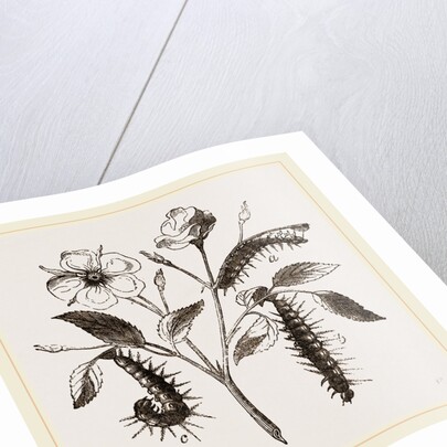 Caterpillars of Admirable Butterfly by Anonymous