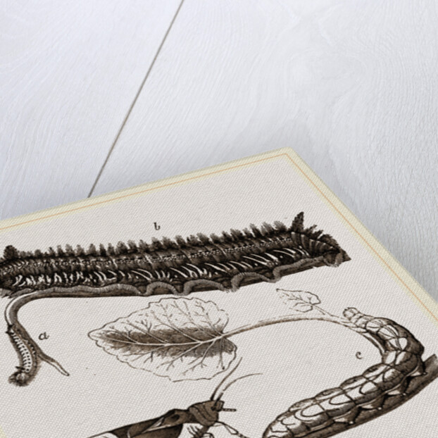 Caterpillars of Drinker and Angle-shades Moths by Anonymous