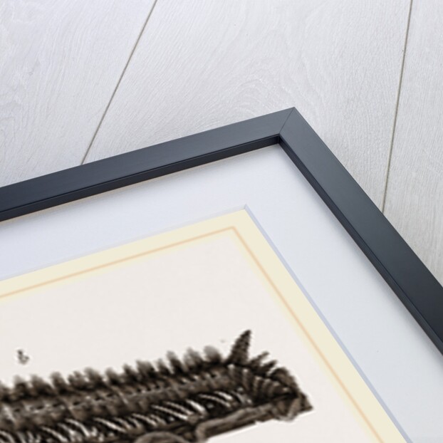 Caterpillars of Drinker and Angle-shades Moths by Anonymous