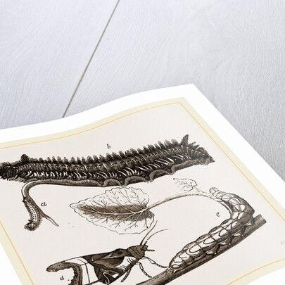 Caterpillars of Drinker and Angle-shades Moths by Anonymous