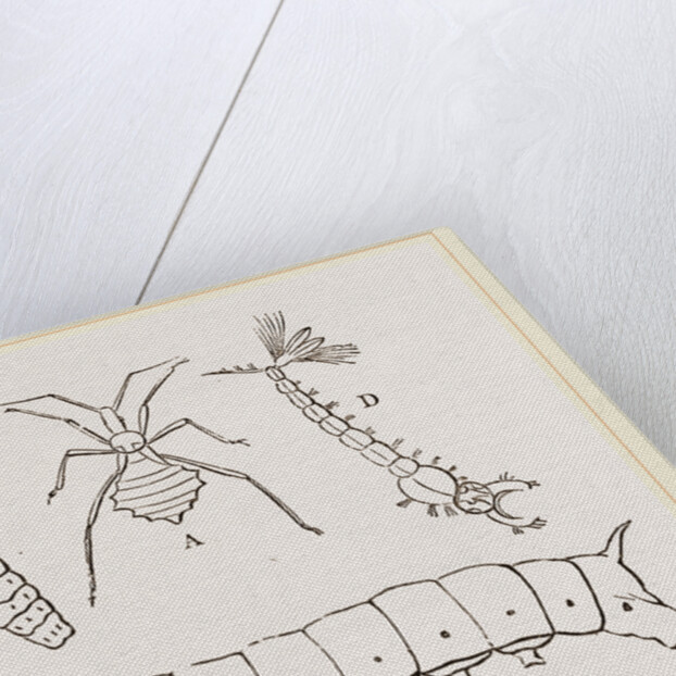 Larvae of Insects by Anonymous