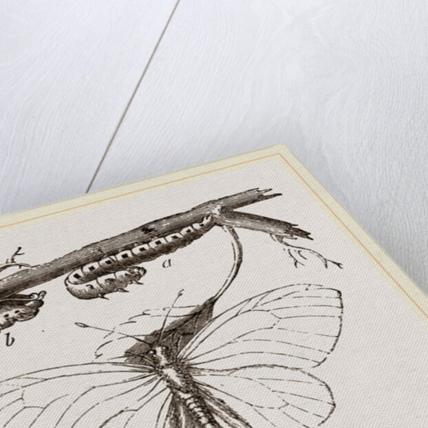 Black-veined White Butterfly by Anonymous