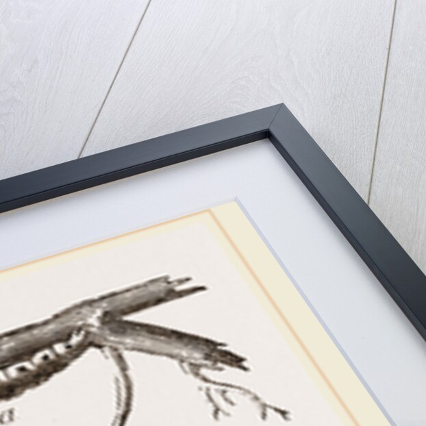 Black-veined White Butterfly by Anonymous