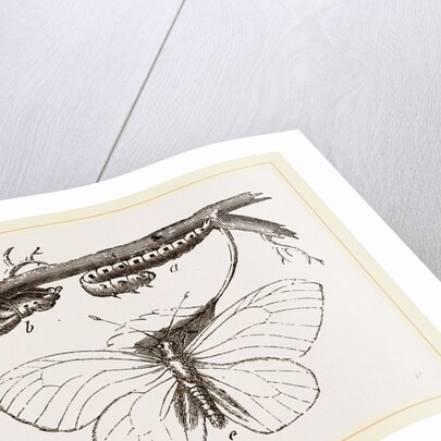 Black-veined White Butterfly by Anonymous