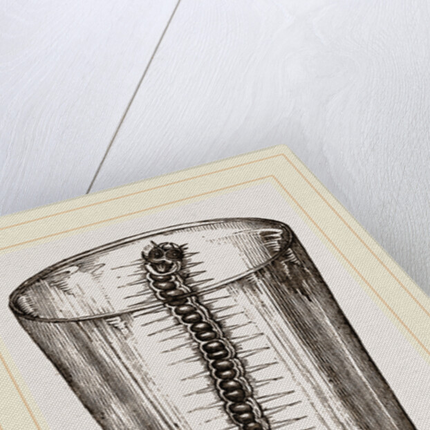 Caterpillar of Goat-Moth by Anonymous