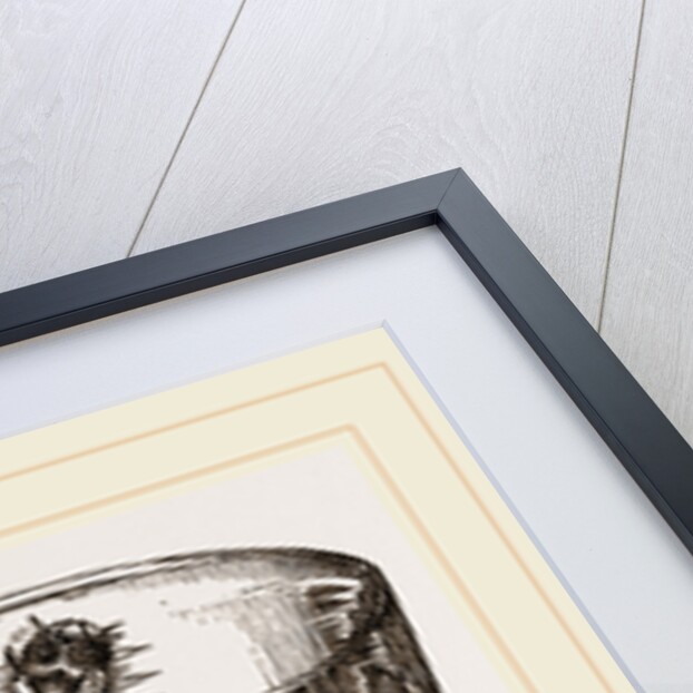 Caterpillar of Goat-Moth by Anonymous