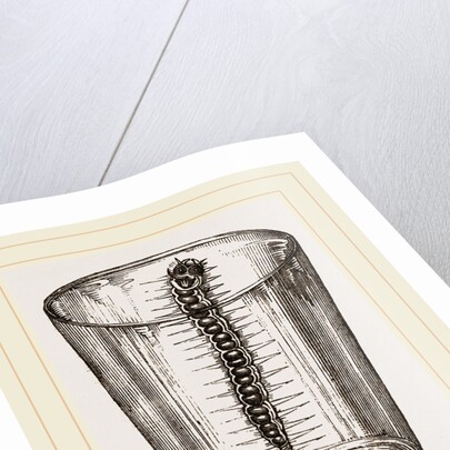 Caterpillar of Goat-Moth by Anonymous