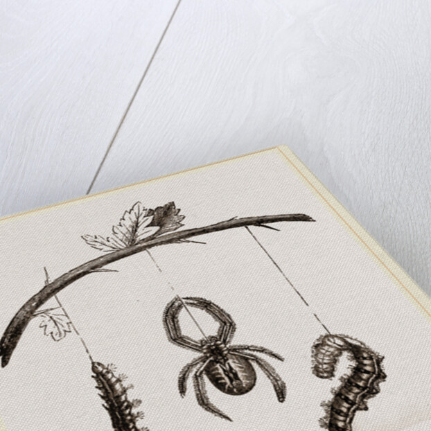 Spider and Caterpillars of Emperor-Moth by Anonymous