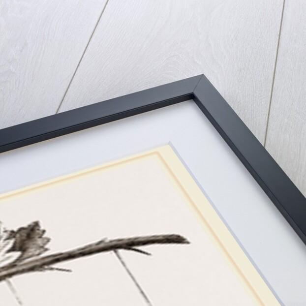 Spider and Caterpillars of Emperor-Moth by Anonymous