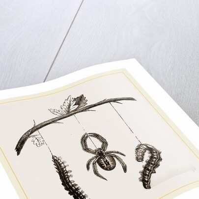 Spider and Caterpillars of Emperor-Moth by Anonymous