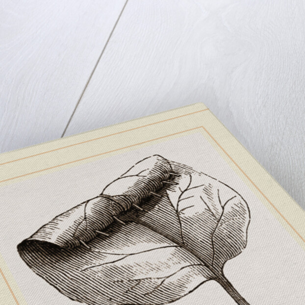 Nest of Lilac-leaf-Roller by Anonymous