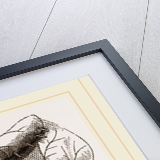 Nest of Lilac-leaf-Roller by Anonymous