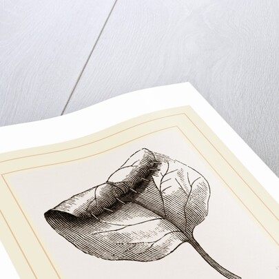 Nest of Lilac-leaf-Roller by Anonymous