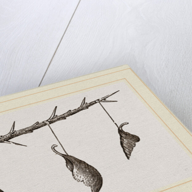 Pendulous Leaf-Nests by Anonymous