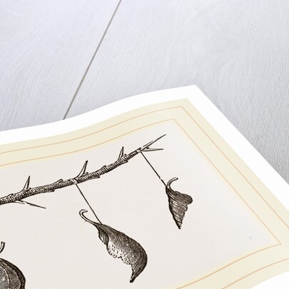 Pendulous Leaf-Nests by Anonymous