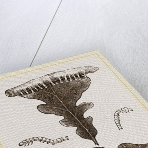 Caterpillars and Nest of Green Oak-moth by Anonymous