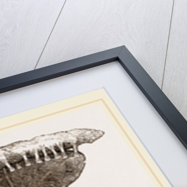 Caterpillars and Nest of Green Oak-moth by Anonymous