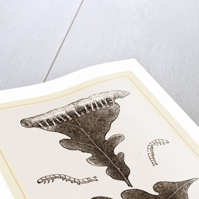 Caterpillars and Nest of Green Oak-moth by Anonymous