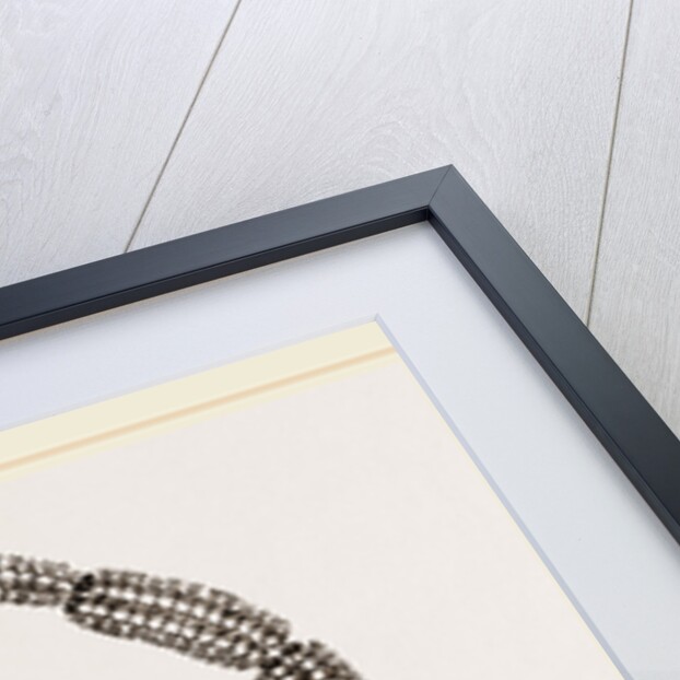 Precessionary Caterpillars of Oak by Anonymous