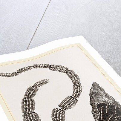 Precessionary Caterpillars of Oak by Anonymous