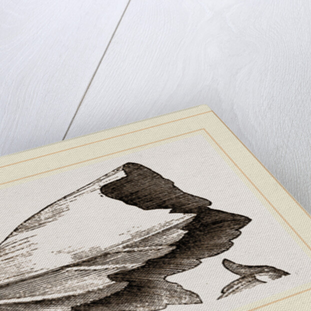 Nest and Stages of Hesperia malvae by Anonymous