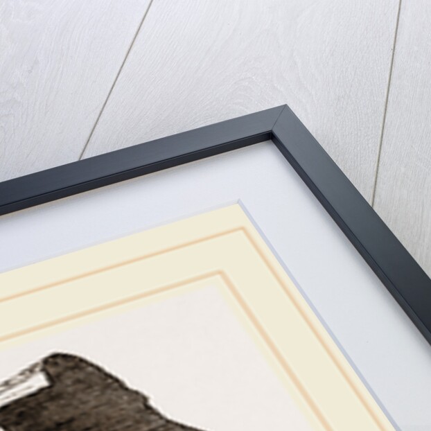 Nest and Stages of Hesperia malvae by Anonymous