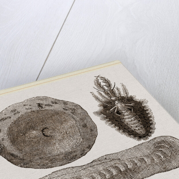 Larva of Ant-lion and Pit by Anonymous