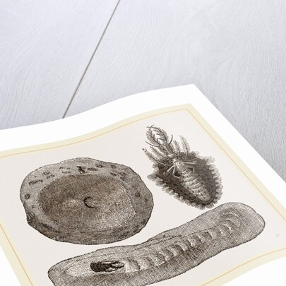 Larva of Ant-lion and Pit by Anonymous