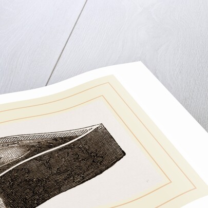 Ant-lion and Pit in Box by Anonymous