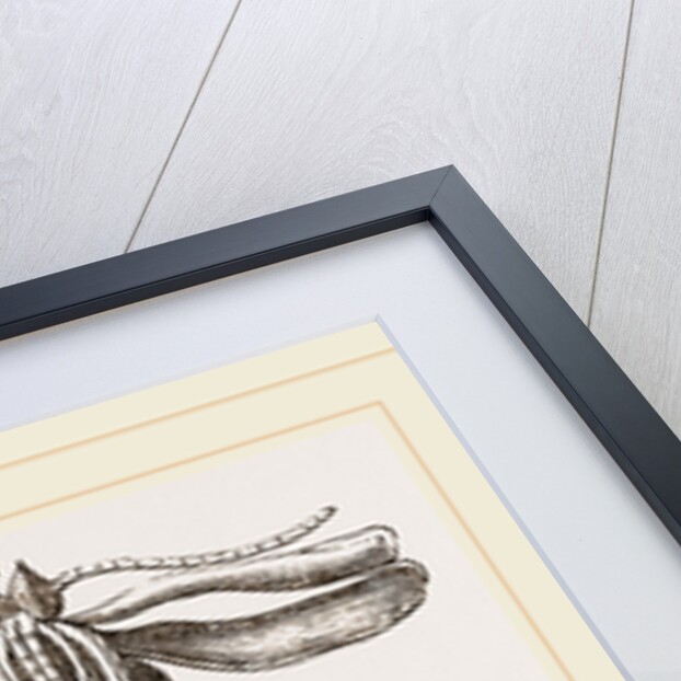 Peacock-Butterfly and Chrysalis by Anonymous