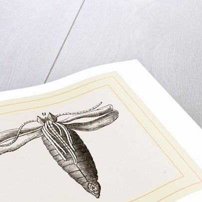 Peacock-Butterfly and Chrysalis by Anonymous