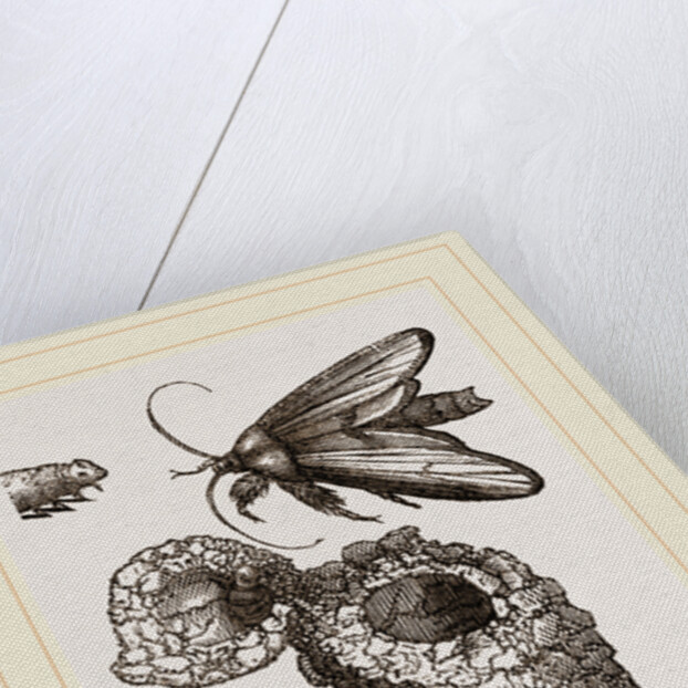 Earth-mason Moth and Nests by Anonymous