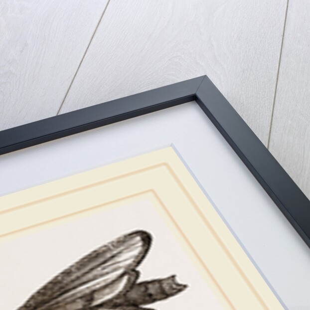 Earth-mason Moth and Nests by Anonymous