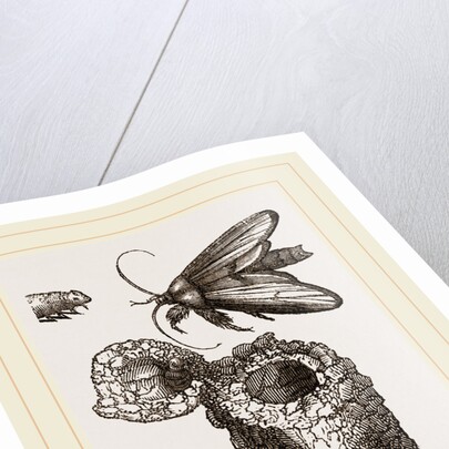 Earth-mason Moth and Nests by Anonymous