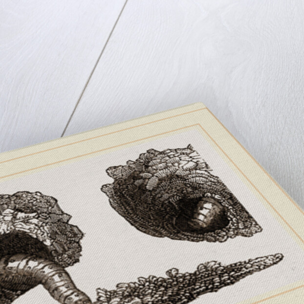 Earth-mason Moth Caterpillars and Nests by Anonymous