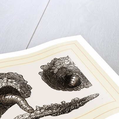 Earth-mason Moth Caterpillars and Nests by Anonymous