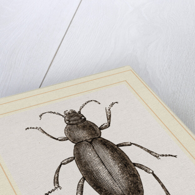 Churchyard-Beetle and Grub by Anonymous