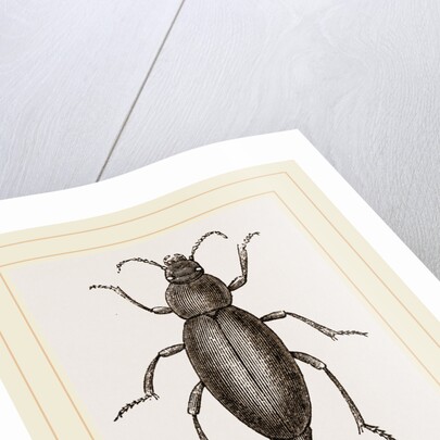 Churchyard-Beetle and Grub by Anonymous