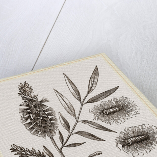 Willow-branch with Downy Catkins by Anonymous