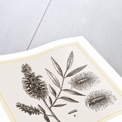 Willow-branch with Downy Catkins by Anonymous