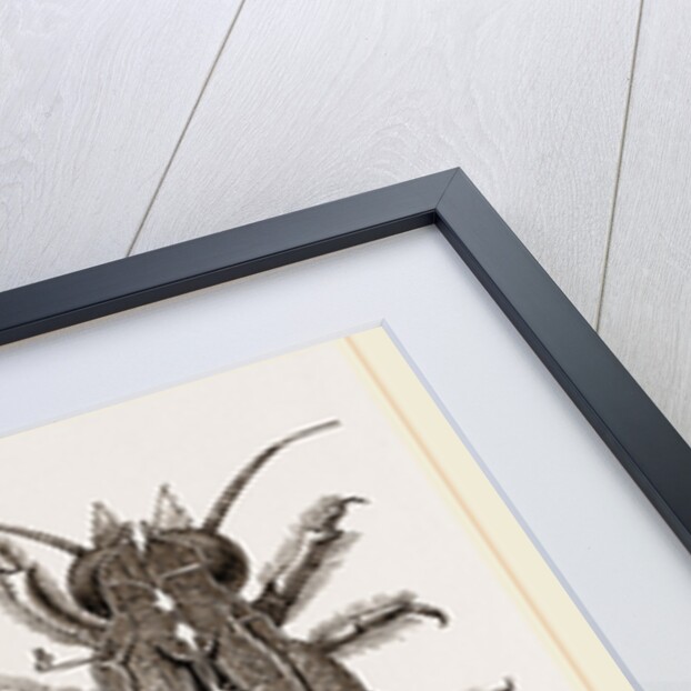 Water-grub of Ephemera dissected by Anonymous