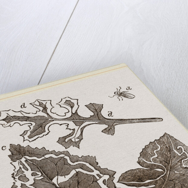 Leaf-mining Maggots by Anonymous