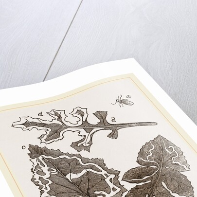 Leaf-mining Maggots by Anonymous