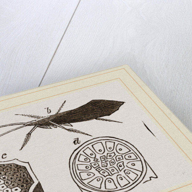 Pupa and Insect of Phryganea by Anonymous