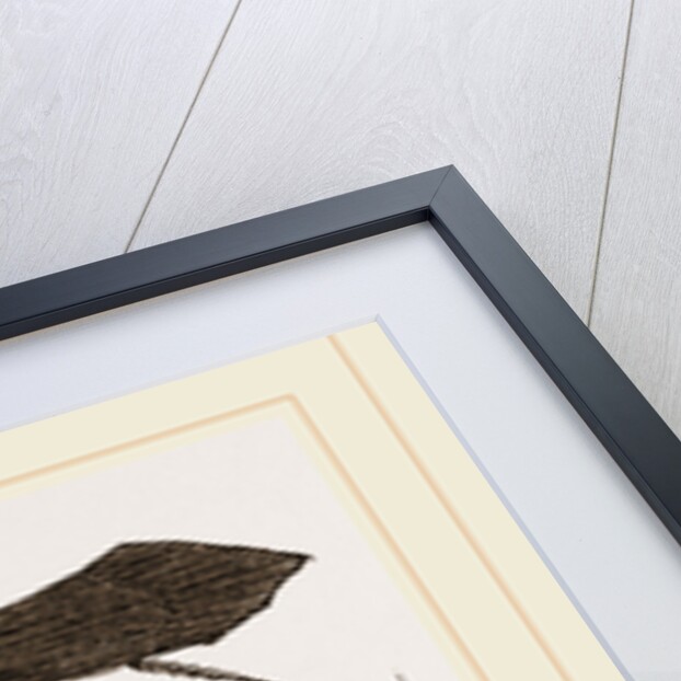 Pupa and Insect of Phryganea by Anonymous