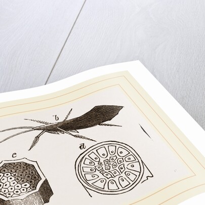 Pupa and Insect of Phryganea by Anonymous