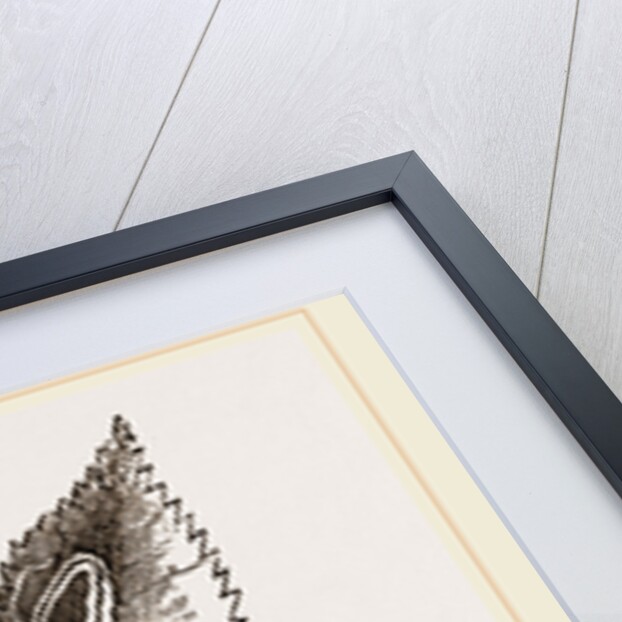 Leaves mined by Golden Silver-spot Moth by Anonymous