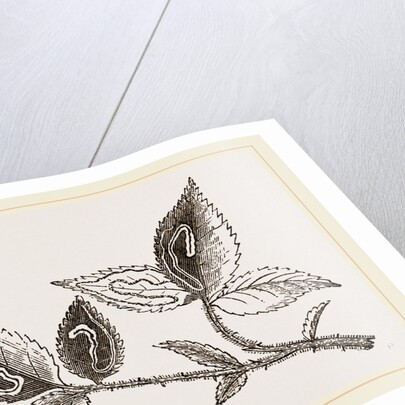 Leaves mined by Golden Silver-spot Moth by Anonymous